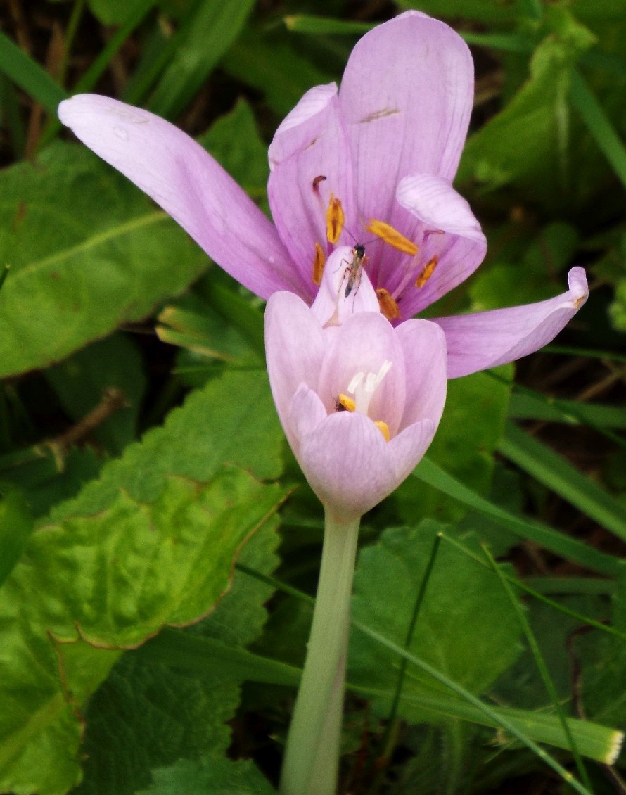 Colchicum alpinum? No, Colchicum autumnale (Liliales-Colchicaceae)
